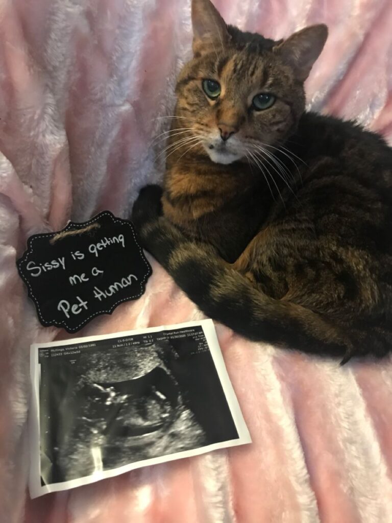 How to Prepare Your Cat for Baby’s Arrival 