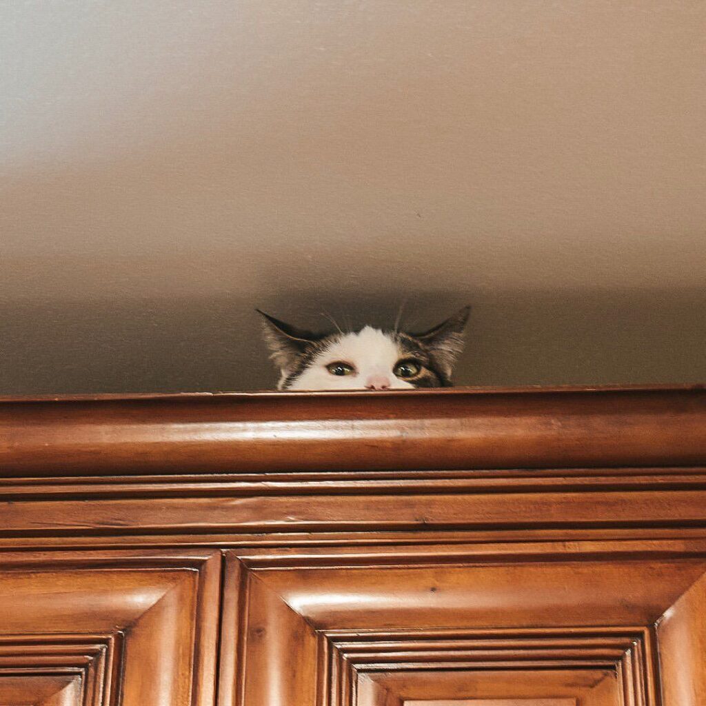 Keeping a cat’s routine consistent before welcoming a baby.