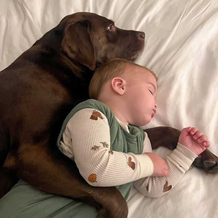 Avoiding common mistakes when introducing a dog to a newborn.