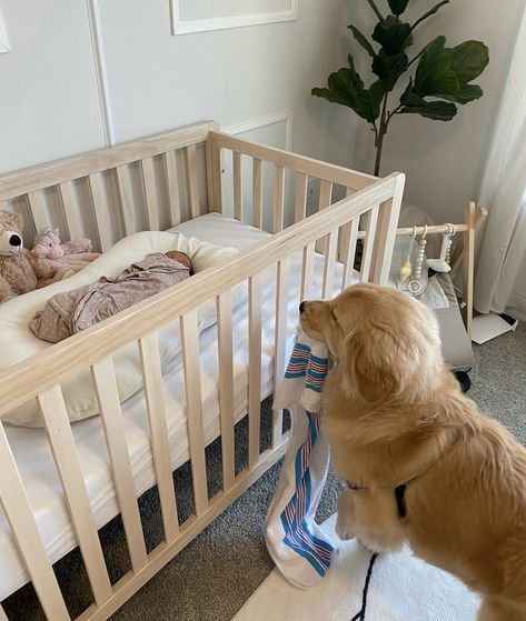 Avoiding common mistakes when introducing a dog to a newborn.