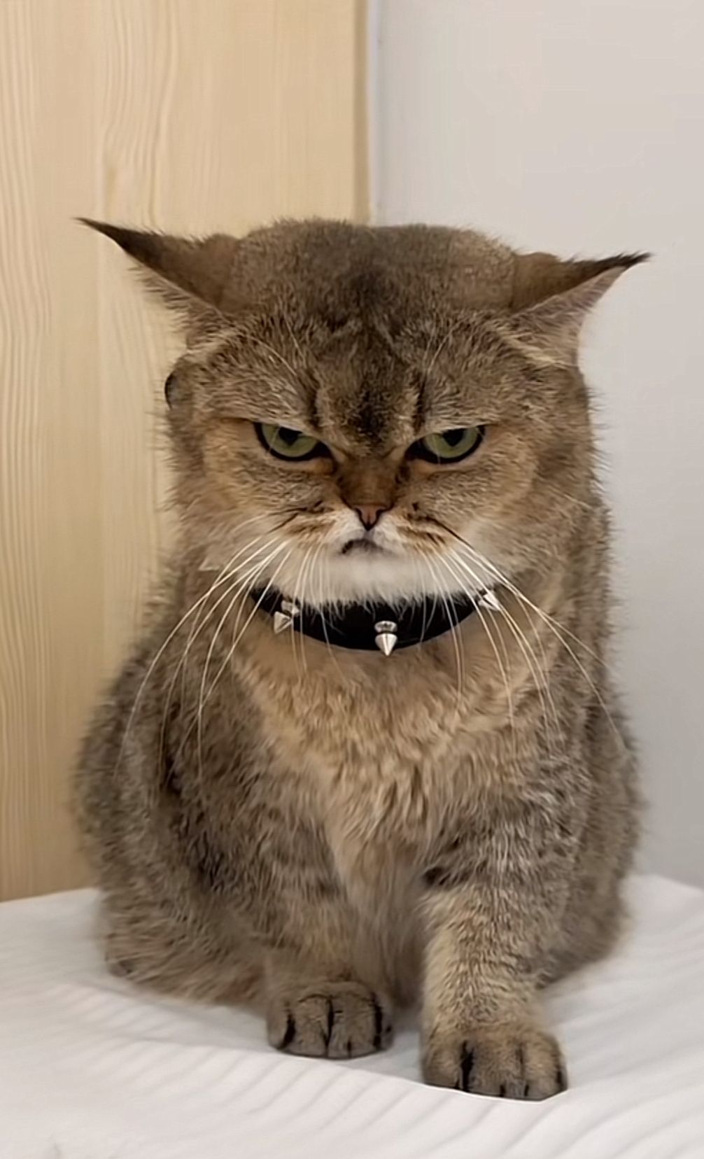 Cat becoming familiar with a newborn’s scent before the baby’s arrival.
