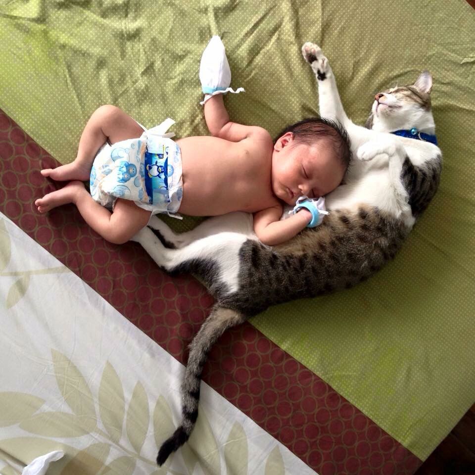 Cat becoming familiar with a newborn’s scent before the baby’s arrival.
