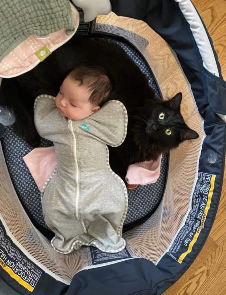 Introducing a cat to baby equipment before the newborn arrives