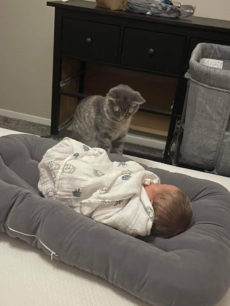 Introducing a cat to baby equipment before the newborn arrives
