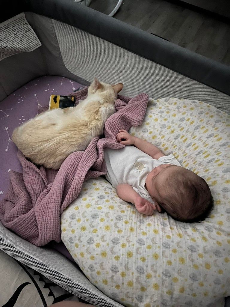 Successfully preparing a family cat for life with a new baby.