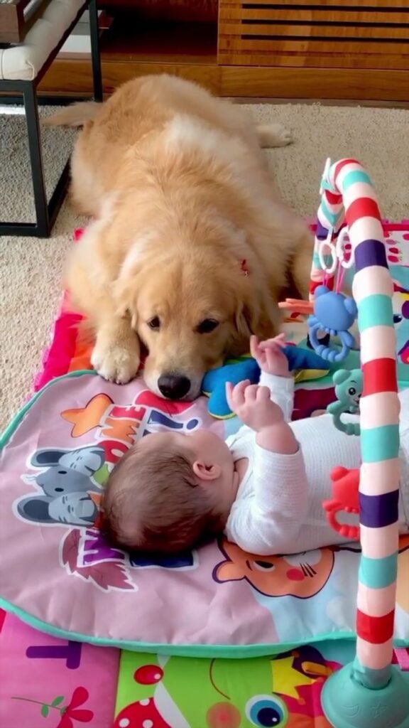 Avoiding common mistakes when introducing a dog to a newborn.