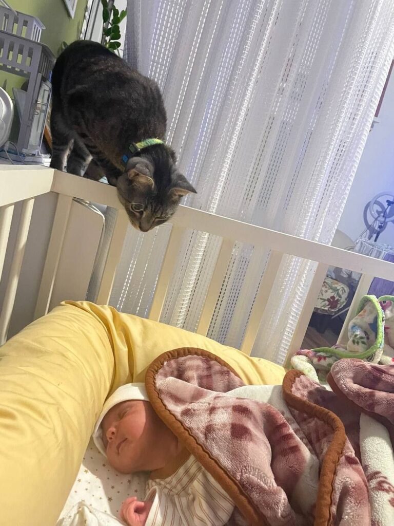 Successfully preparing a family cat for life with a new baby.