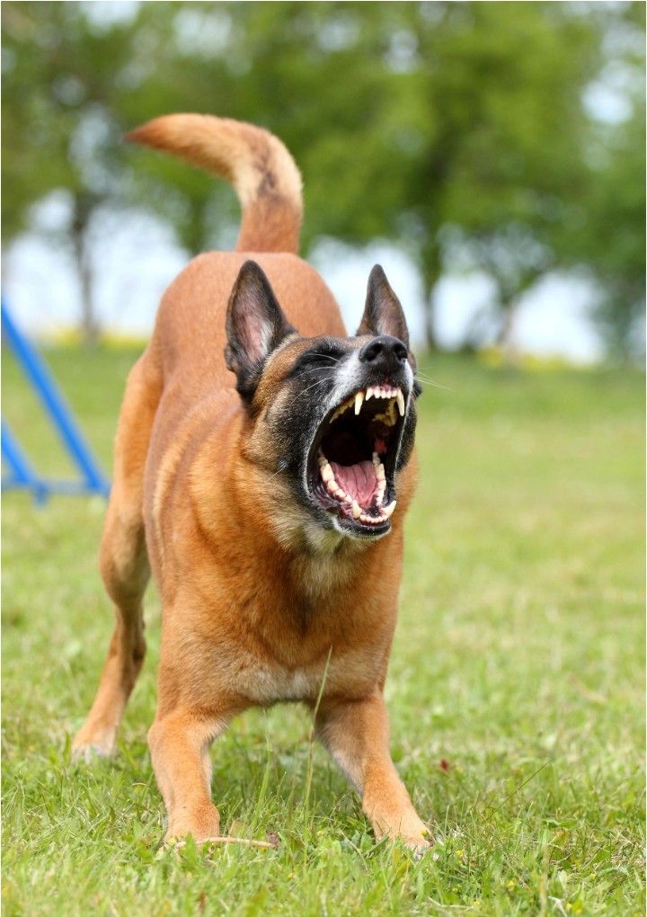 Checklist for introducing a family dog to a new baby.