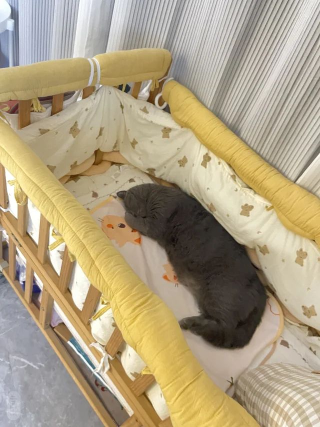 How to Prepare Your Cat for Baby’s Arrival 