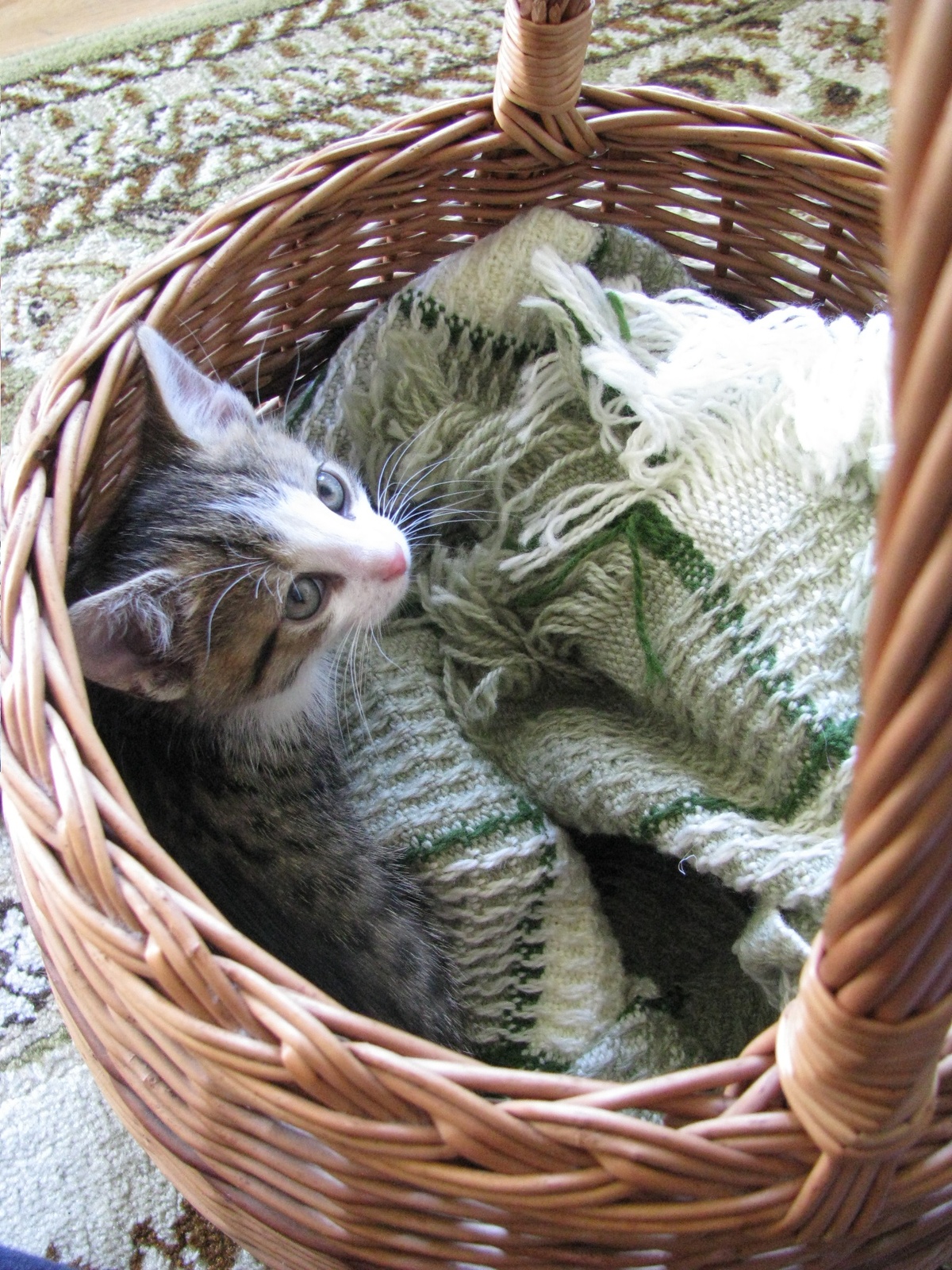 Cat becoming familiar with a newborn’s scent before the baby’s arrival.

