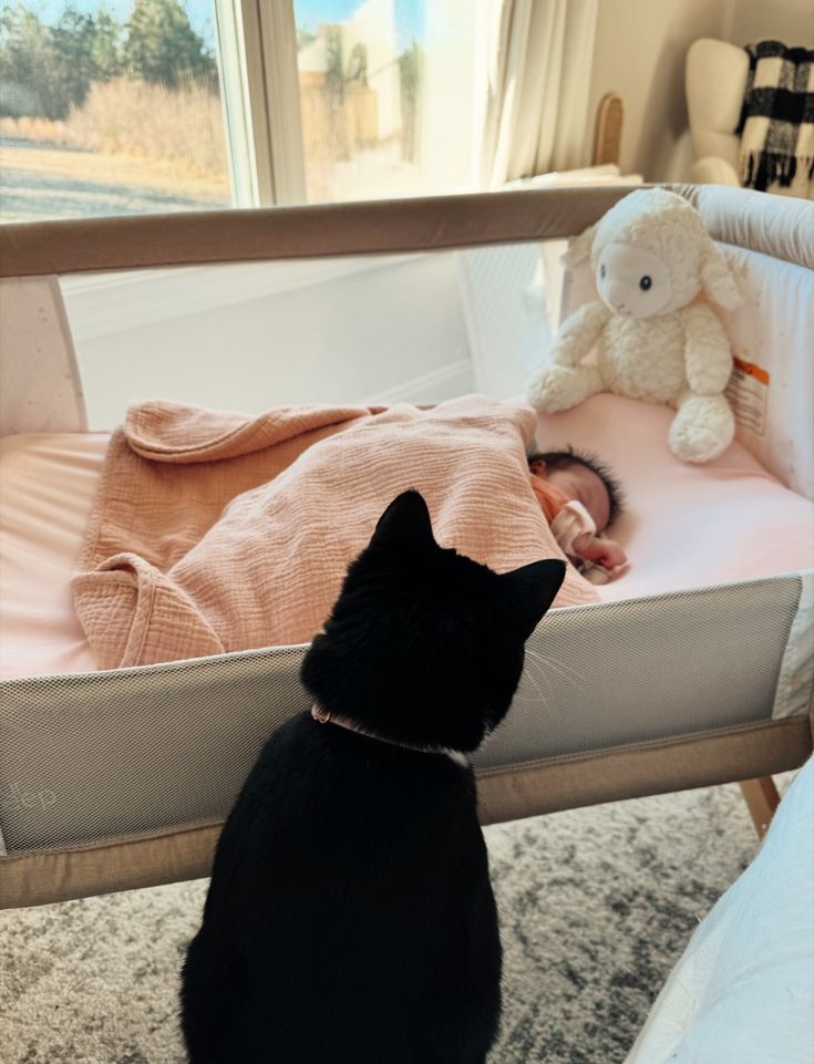 Cat becoming familiar with a newborn’s scent before the baby’s arrival.
