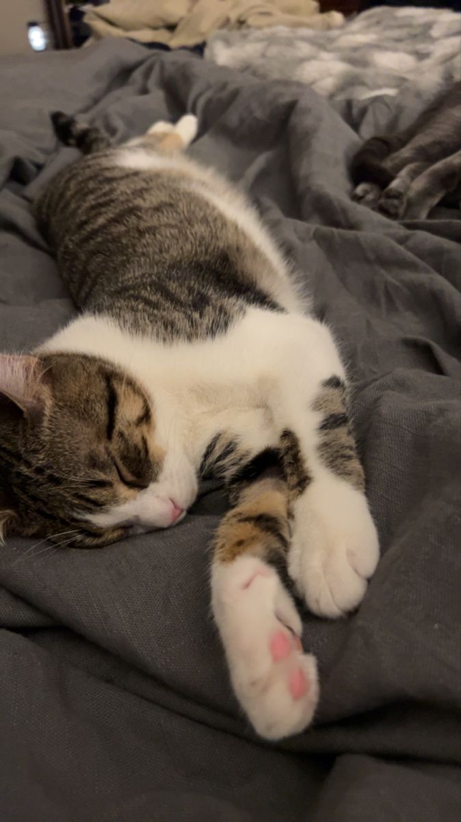 Keeping a cat’s routine consistent before welcoming a baby.
