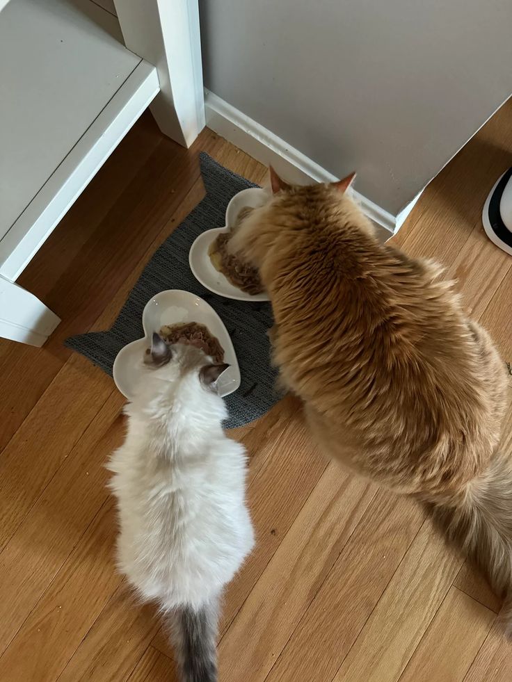 Successfully preparing a family cat for life with a new baby.
