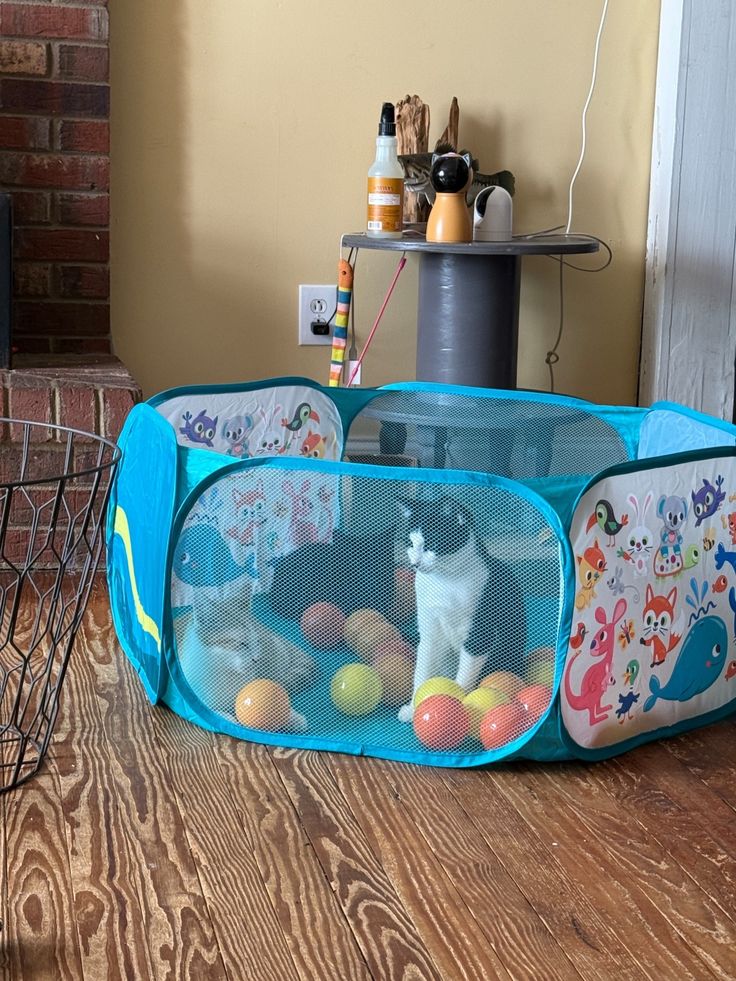 Cat becoming familiar with a newborn’s scent before the baby’s arri