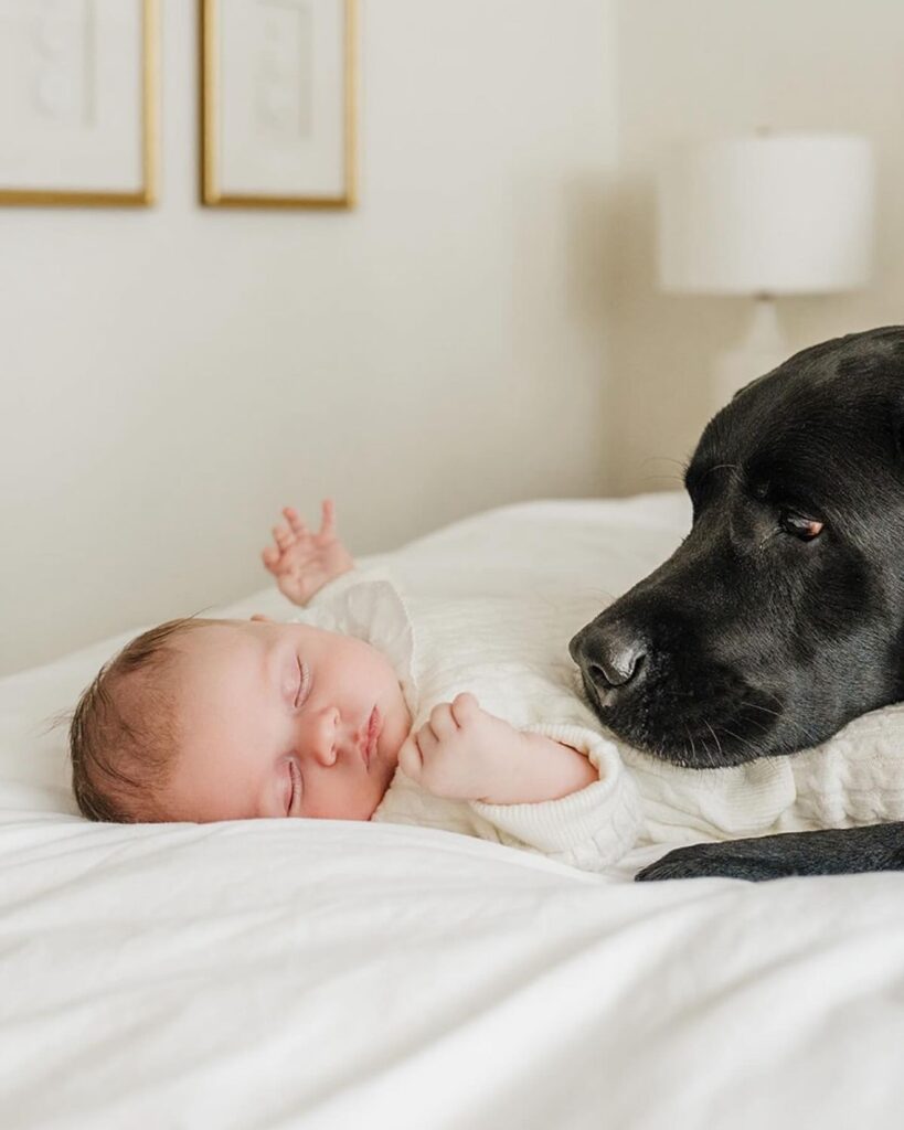 Checklist for introducing a family dog to a new baby.
