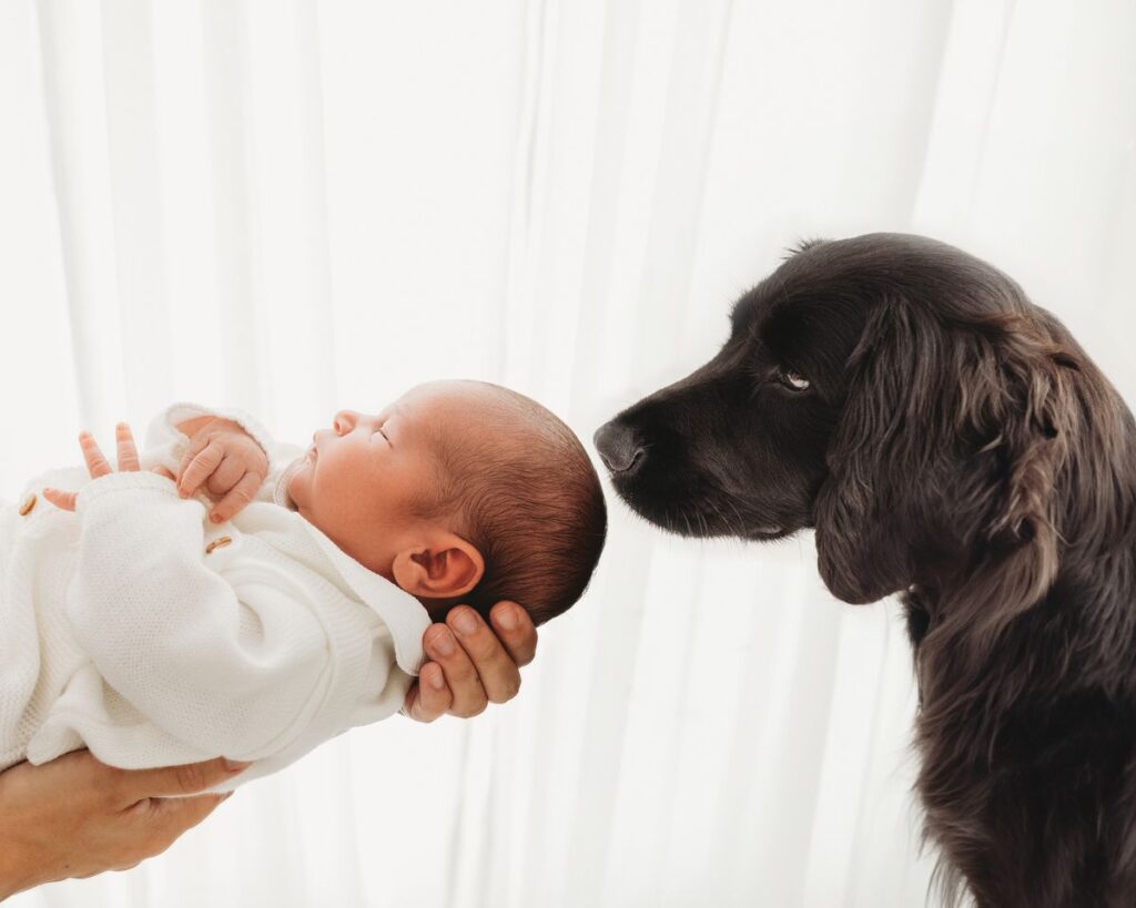 Checklist for introducing a family dog to a new baby.