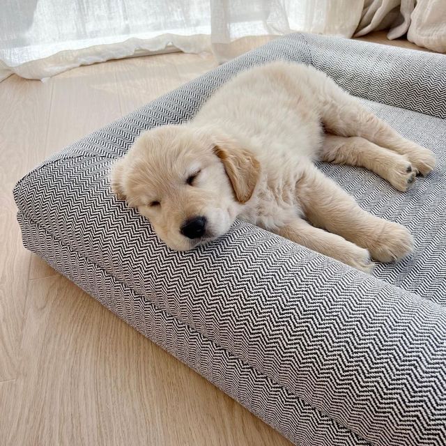 How to Introduce Your Dog to a New Baby