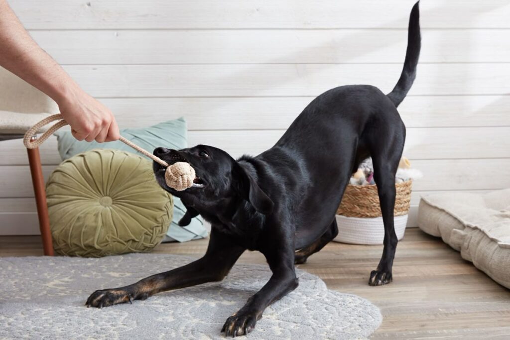 Allowing a dog and baby to build a relationship naturally over time