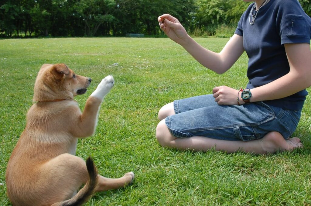 How to Introduce Your Dog to a New Baby