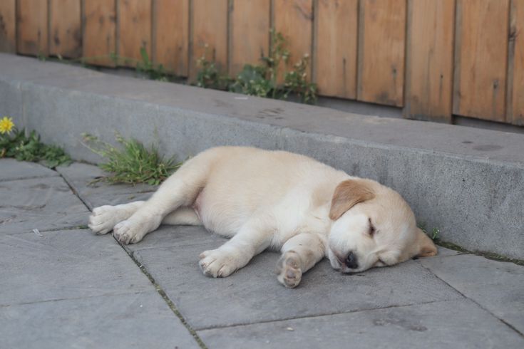 Allowing a dog and baby to build a relationship naturally over time