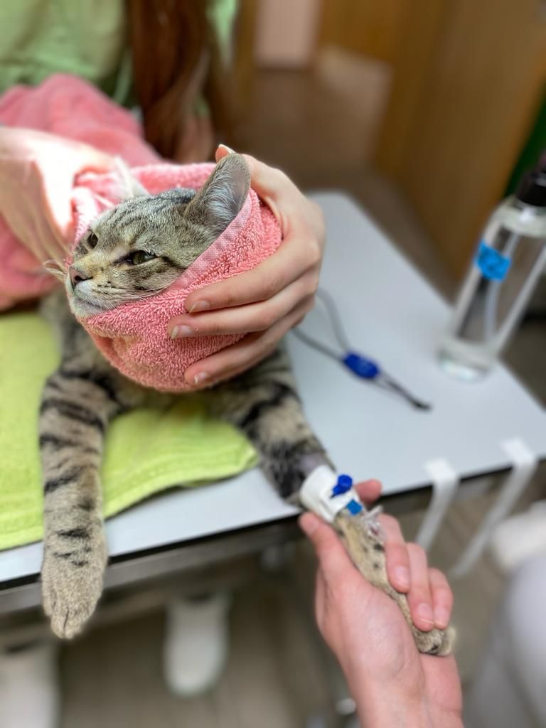 Cat becoming familiar with a newborn’s scent before the baby’s arrival.
