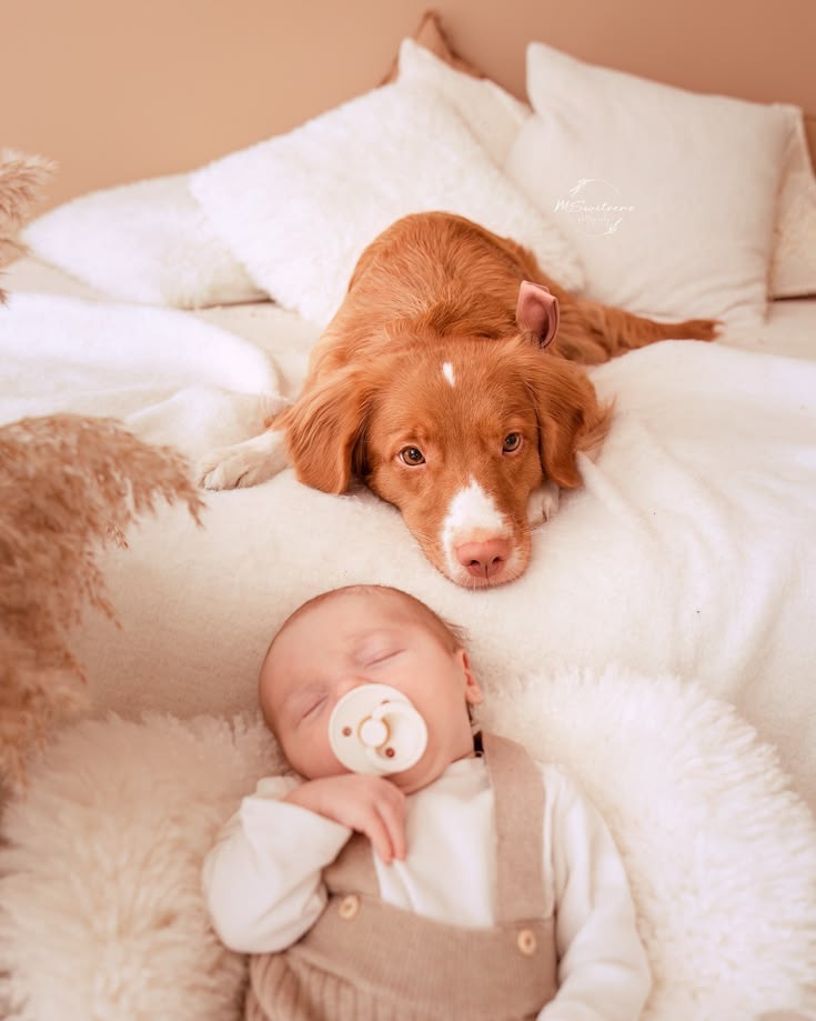 Allowing a dog and baby to build a relationship naturally over time