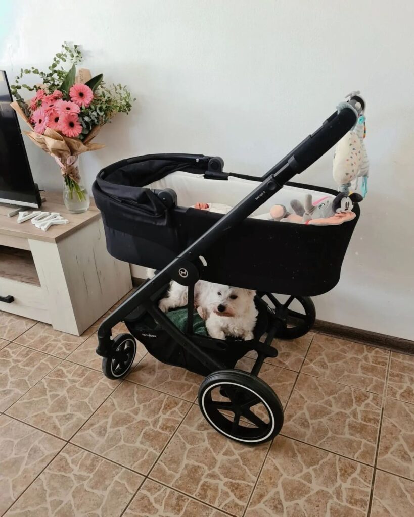 Allowing a dog and baby to build a relationship naturally over time