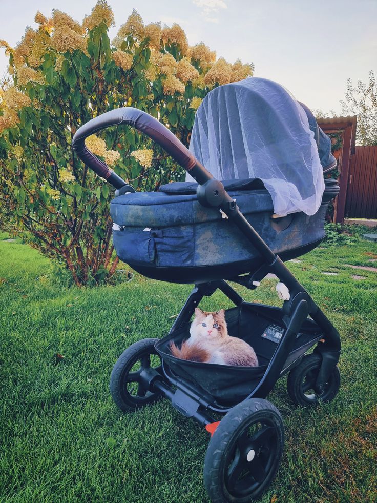 How to Prepare Your Cat for Baby’s Arrival 