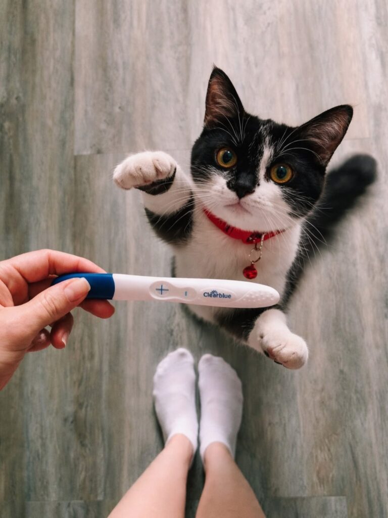 How to Prepare Your Cat for Baby’s Arrival