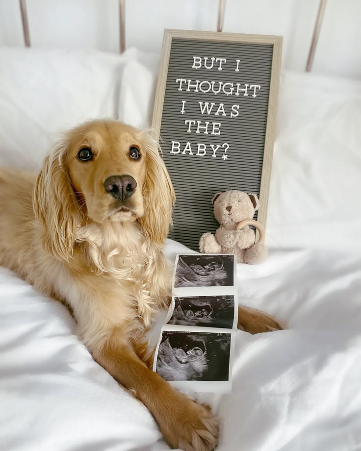 gender reveal themes